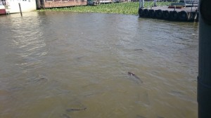 Fish in the river