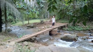 Bamboo "bridge"