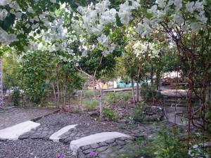 Garden in our resort