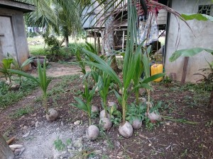 New coconut trees :-)