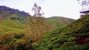 Wonderful tea plantages 